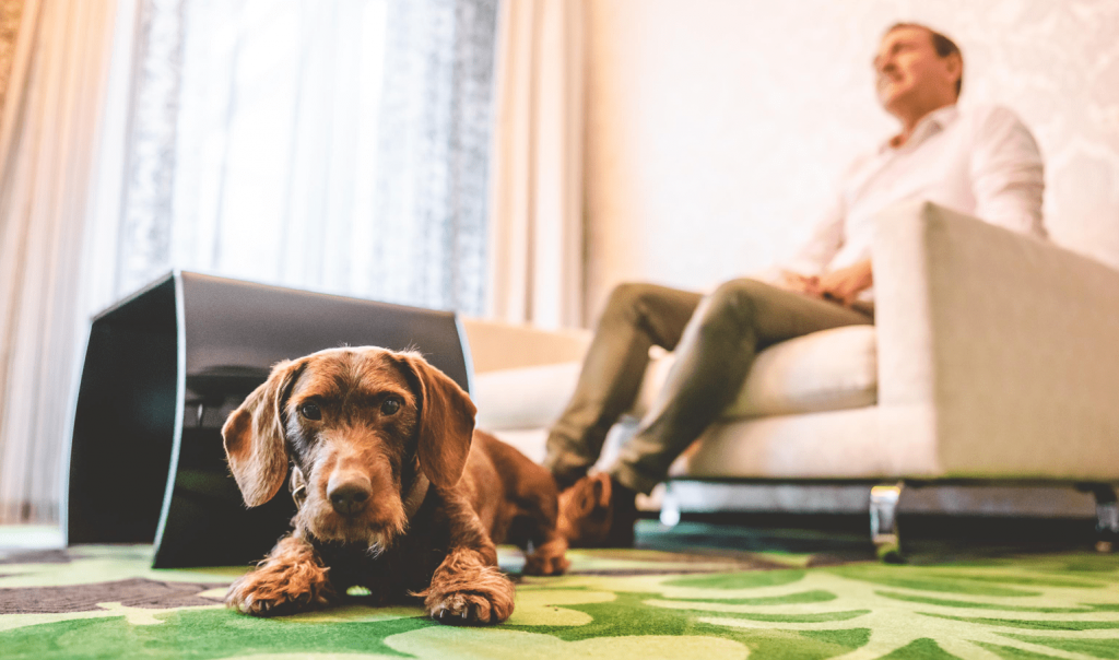 hund_zimmer