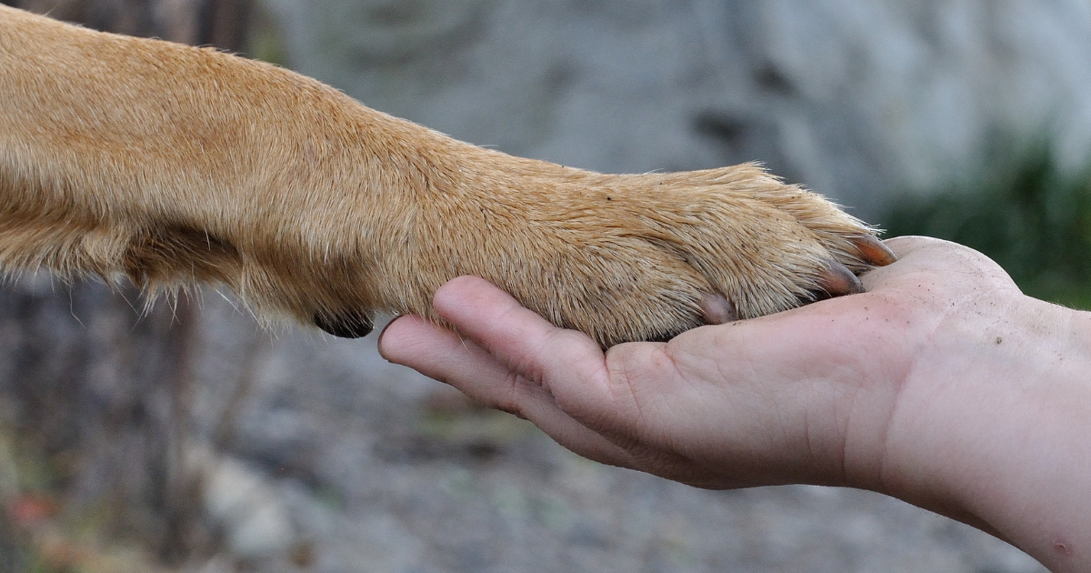 Hand und Hundepfote