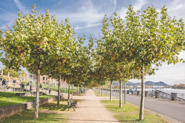 Umgebung der Beta Klinik Bonn: Weg, der durch Baumallee führt