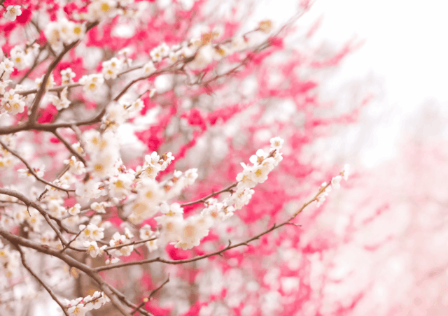 Kirschblüten